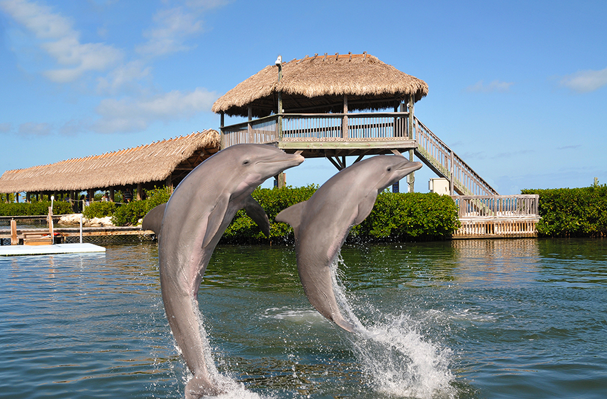 Remember Flipper?  Here’s The Rest of The Story