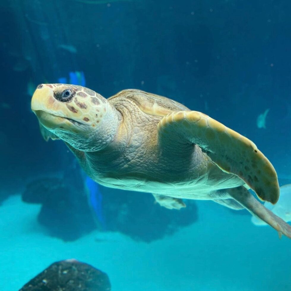 The Florida Aquarium — Go from Tree Level to Sea Level While Being ...